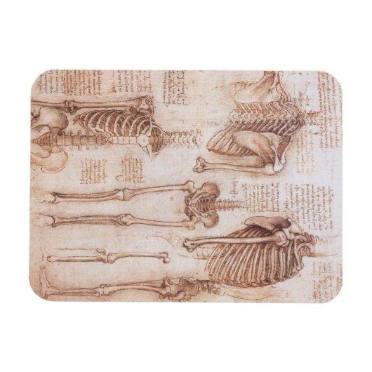 Menselijke anatomie Skeleton Botten van Leonardo d Magneet (Horizontaal)