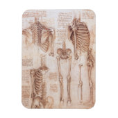 Menselijke anatomie Skeleton Botten van Leonardo d Magneet (Verticaal)