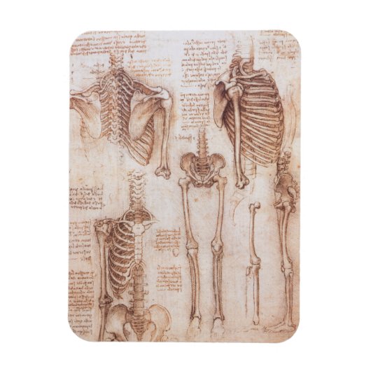 Menselijke anatomie Skeleton Botten van Leonardo d Magneet (Verticaal)
