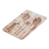 Menselijke anatomie Skeleton Botten van Leonardo d Magneet (Linkerzijde)