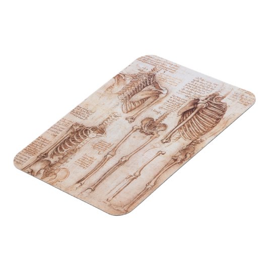 Menselijke anatomie Skeleton Botten van Leonardo d Magneet (Linkerzijde)