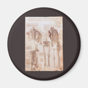 Menselijke anatomie Skeleton Botten van Leonardo d Magneet