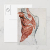Menselijke anatomie; spieren van de Torso en schou Briefkaart (Voorkant / Achterkant)