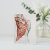 Menselijke anatomie; spieren van de Torso en schou Briefkaart (Staand voorkant)