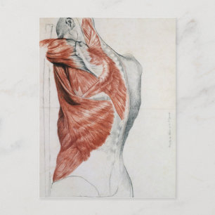 Menselijke anatomie; spieren van de Torso en schou Briefkaart