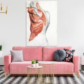 Menselijke anatomie; spieren van de Torso en schou Canvas Afdruk (Insitu (Woonkamer))