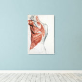 Menselijke anatomie; spieren van de Torso en schou Canvas Afdruk (Insitu (Houten vloer))