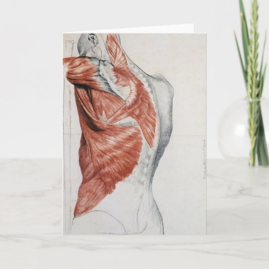Menselijke anatomie; spieren van de Torso en schou Kaart (Voorkant)