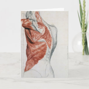 menselijke anatomie; Spieren van de Torso en schou Kaart