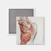 Menselijke anatomie; spieren van de Torso en schou Magneet (Voorkant / Achterkant)