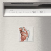 Menselijke anatomie; spieren van de Torso en schou Magneet (Insitu (Vaatwasser))