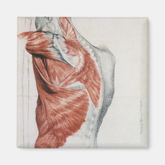 Menselijke anatomie; spieren van de Torso en schou Magneet (Voorkant)