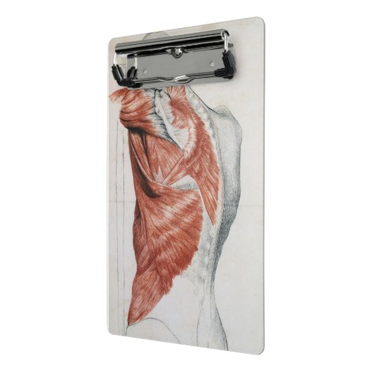 menselijke anatomie; Spieren van de Torso en schou Mini Klembord (Angled2)