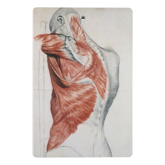 menselijke anatomie; Spieren van de Torso en schou Mini Klembord (Achterkant)