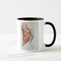 menselijke anatomie; Spieren van de Torso en schou