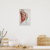 Menselijke anatomie; spieren van de Torso en schou Poster (Keuken)