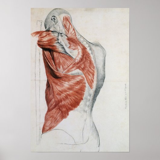 Menselijke anatomie; spieren van de Torso en schou Poster (Voorkant)