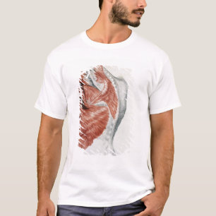 menselijke anatomie; Spieren van de Torso en schou T-shirt
