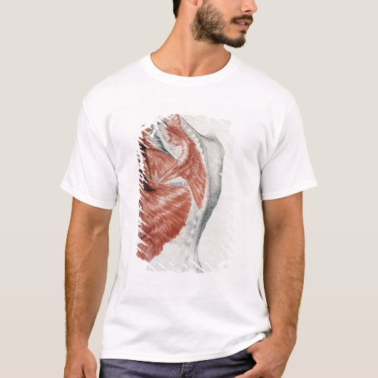 menselijke anatomie; Spieren van de Torso en schou T-shirt (Voorkant)