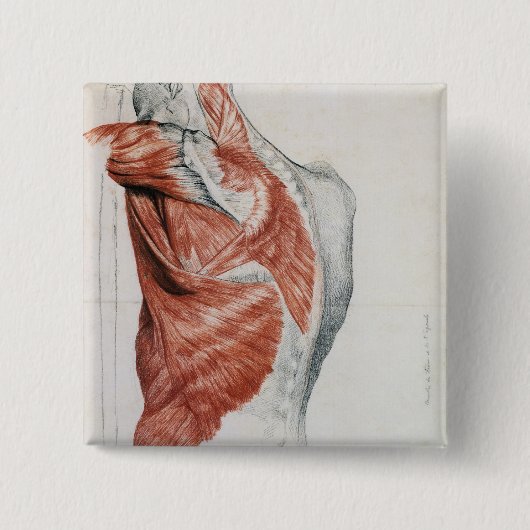 menselijke anatomie; Spieren van de Torso en schou Vierkante Button 5,1 Cm (Voorkant)