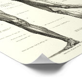 Menselijke anatomie, spieren van het menselijk lic poster (Hoek)