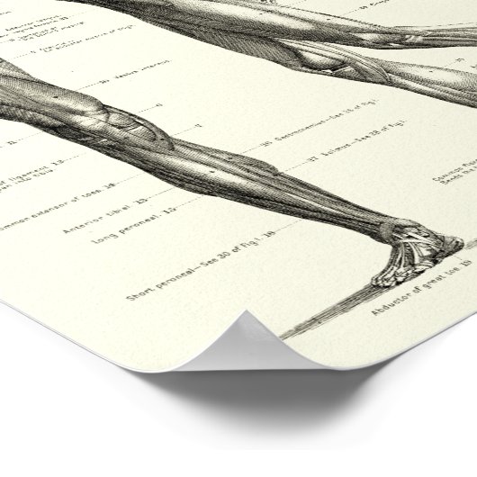 Menselijke anatomie, spieren van het menselijk lic poster (Hoek)