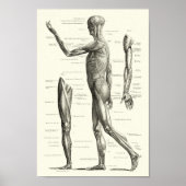 Menselijke anatomie, spieren van het menselijk lic poster (Voorkant)