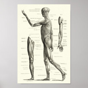 Menselijke anatomie, spieren van het menselijk lic poster