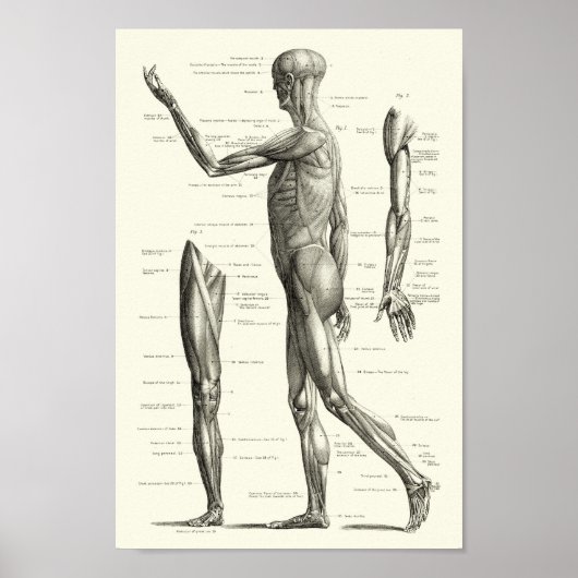 Menselijke anatomie, spieren van het menselijk lic poster (Voorkant)
