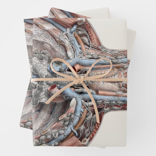  menselijke anatomie Throat, nek, borst, ribben Inpakpapier Vel (In situ)