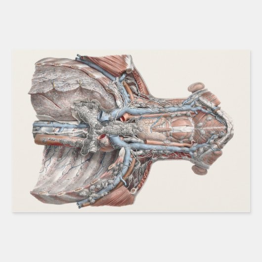 menselijke anatomie Throat, nek, borst, ribben Inpakpapier Vel (Voorkant)