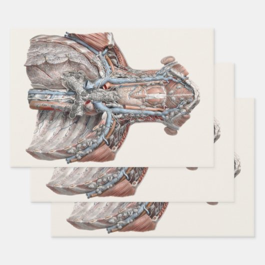 menselijke anatomie Throat, nek, borst, ribben Inpakpapier Vel (Set)