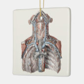 menselijke anatomie Throat, nek, borst, ribben Keramisch Ornament (Links)
