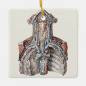 menselijke anatomie Throat, nek, borst, ribben Keramisch Ornament (Voorkant)