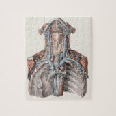  menselijke anatomie Throat, nek, borst, ribben Legpuzzel (Verticaal)