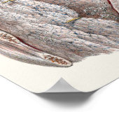 menselijke anatomie Throat, nek, borst, ribben Poster (Hoek)