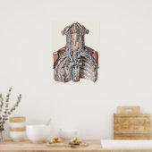 menselijke anatomie Throat, nek, borst, ribben Poster (Keuken)