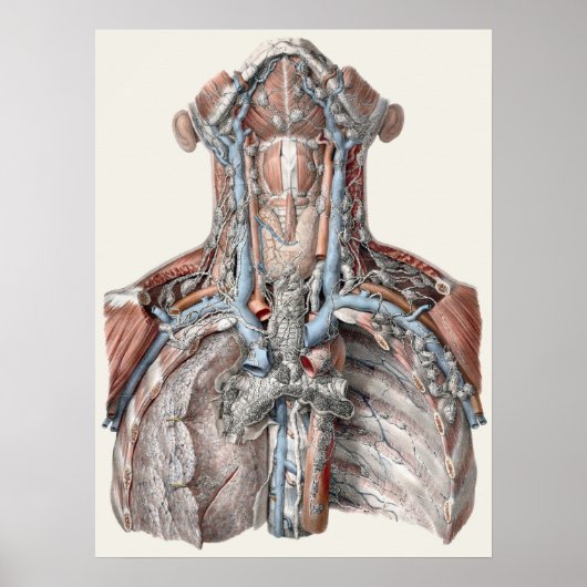  menselijke anatomie Throat, nek, borst, ribben Poster (Voorkant)