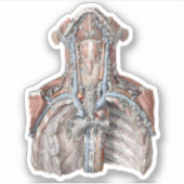  menselijke anatomie Throat, nek, borst, ribben Sticker (Voorkant)