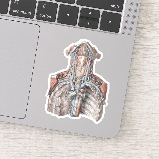  menselijke anatomie Throat, nek, borst, ribben Sticker (Detail)