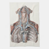  menselijke anatomie Throat, nek, borst, ribben Theedoek (Verticaal)