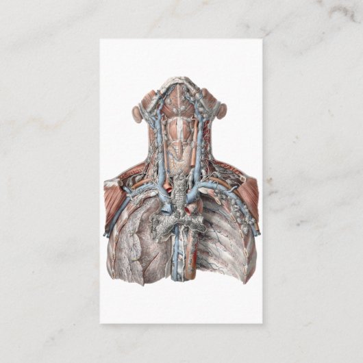  menselijke anatomie Throat, nek, borst, ribben Visitekaartje (Achterkant)
