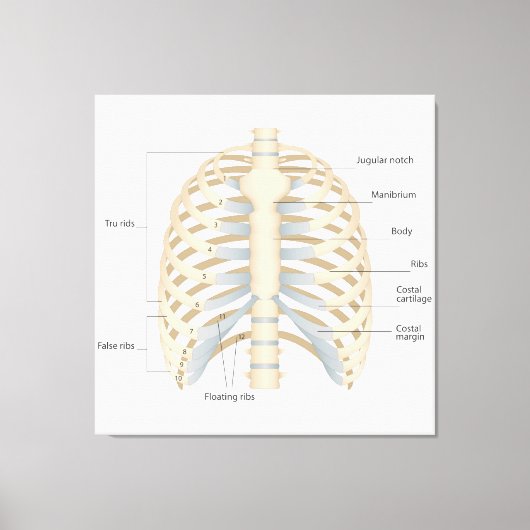 Menselijke anatomie van de borst canvas afdruk (Voorkant)