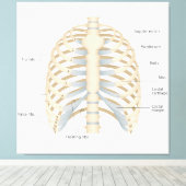 Menselijke anatomie van de borst canvas afdruk (Insitu (Houten vloer))
