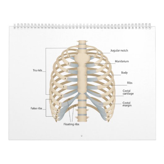 Menselijke anatomie van de borst kalender (Hoes)