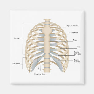 Menselijke anatomie van de borst magneet