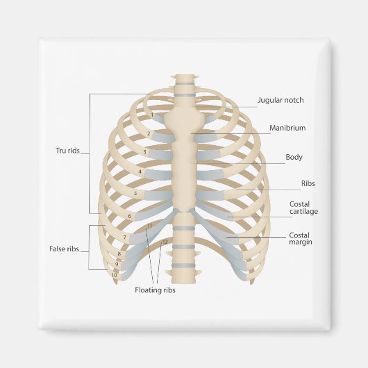 Menselijke anatomie van de borst magneet (Voorkant)