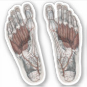  menselijke anatomie Voetafdruk podiatry Foot Sticker (Voorkant)