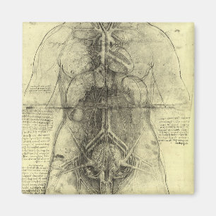 Menselijke anatomie, Vrouw Torso van Leonardo da V Magneet