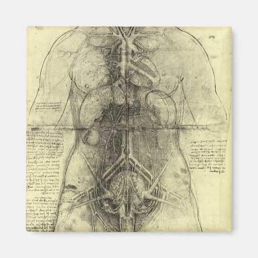 Menselijke anatomie, Vrouw Torso van Leonardo da V Magneet (Voorkant)